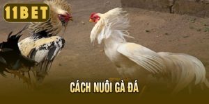 CÁCH NUÔI GÀ ĐÁ
