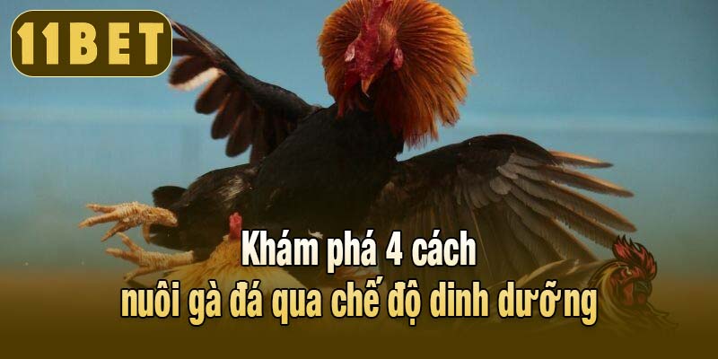 Khám phá 4 cách nuôi gà đá qua chế độ dinh dưỡng