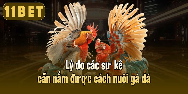 Lý do các sư kê cần nắm được cách nuôi gà đá