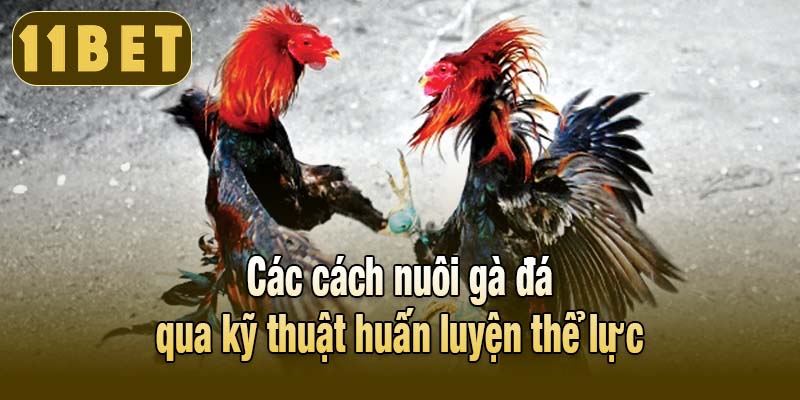 Các cách nuôi gà đá qua kỹ thuật huấn luyện thể lực