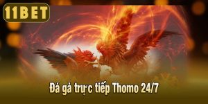 Đá gà trực tiếp thomo 24/7