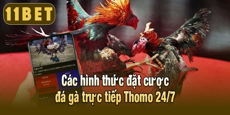 Các hình thức đặt cược đá gà trực tiếp Thomo 24/7