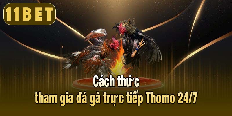Cách thức tham gia đá gà trực tiếp Thomo 24/7