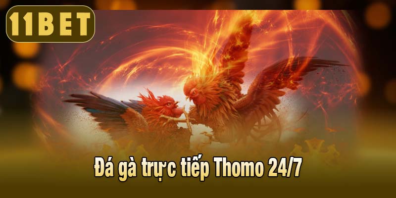 Đá gà trực tiếp thomo 24/7