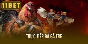 Trực tiếp đá gà tre