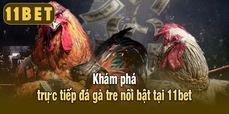Khám phá trực tiếp đá gà tre nổi bật tại 11bet