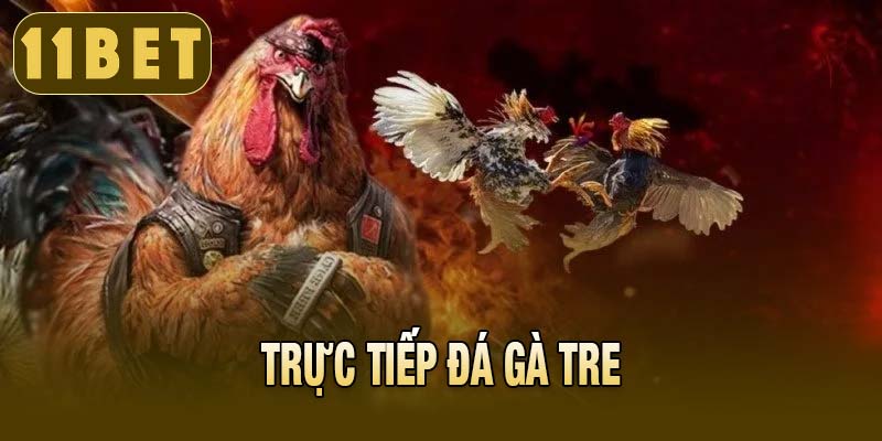 Trực tiếp đá gà tre