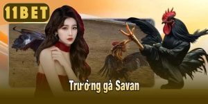 TRƯỜNG GÀ SAVAN