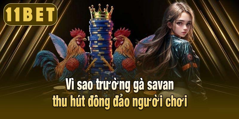 Lý do trường gà savan thu hút đông đảo người chơi