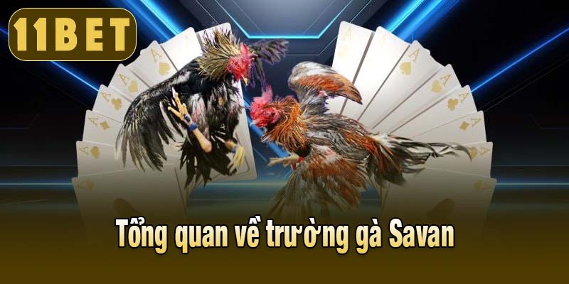Tổng quan về trường gà Savan